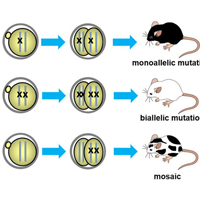 ES細胞におけるCRISPR/Cas9ゲノム編集とキメラマウスを用いた遺伝子機能解析への応用