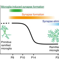 発達期の体性感覚皮質ではミクログリアとの接触がシナプス形成を誘導する