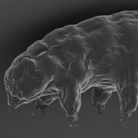 極限環境に耐えるクマムシのゲノム解読とクマムシに固有なタンパク質によるヒト培養細胞の放射線耐性向上