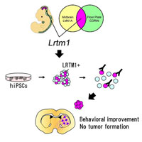LRTM1を用いたヒトESおよびiPS細胞由来の機能的中脳ドパミン神経前駆細胞の純化