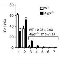 オートファジーはCep63を分解することで中心体の数を制御する