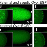 マウスとショウジョウバエ（Drosophila）の生殖系列の発生におけるOvoの保存された役割