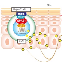 DOCK8欠損によるアトピー性の皮膚炎症には、転写因子EPAS1を介したIL-31の産生誘導が関与している