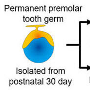 生物工学技術により作製した再生歯胚の自家移植によるイヌモデルにおける実用的な歯の器官再生
