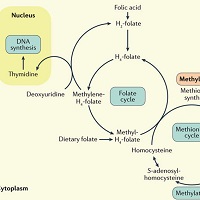 ビタミンB<sub>12</sub>欠乏症