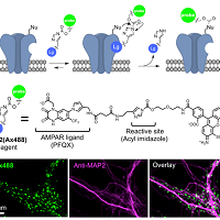 生きたニューロンでネイティブなAMPA受容体を可視化するための化学標識法