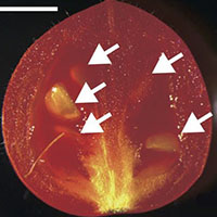 CRISPR/Cas9による単為結果性トマトの迅速育種