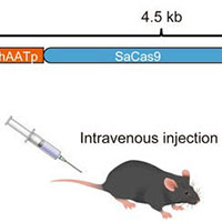 AAVベクターの生後投与を介したCRISPR/Cas9ゲノム編集により血友病Bマウスを治療