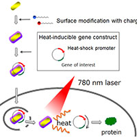 表面修飾した金ナノロッドを用いた細胞質への遺伝子導入および光熱変換による遺伝子発現誘導法