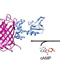 光遺伝学とin vivoイメージングに利用可能な赤色蛍光タンパク質を基盤としたcAMPセンサー