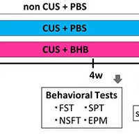 内因性NLRP3インフラマソーム阻害剤であるベータヒドロキシ酪酸はストレスによって誘導される行動と炎症の応答性を減弱させる