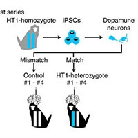 非ヒト霊長類においてMHCを適合させることでiPS細胞由来ニューロンの生着を改善