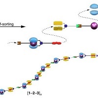 特異的な分子認識によって配列制御される超分子三元共重合