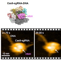 高速原子間力顕微鏡によって可視化されたCRISPR-Cas9の実空間でのリアルタイム動態