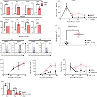 ACC1は脂肪酸合成経路を介して記憶CD4+ T細胞への運命決定を制御する