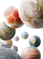 The EMBO Journal の表紙