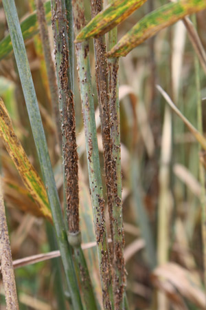 Yemen is a key dispersal point for wheat stem rust and its dangerous strains.
