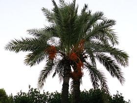 
Dates are a staple food to millions in the Middle East and North Africa.
