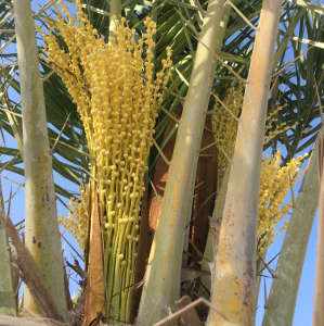 Female date palms are conventionally distinguished from the male trees only when they begin to produce fruit around the age of five.
