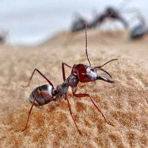 ُجريت تحليلاتٌ على النمل الجندي من نوع نملة الصحراء الكبرى الفضية في الصحراء التونسية.