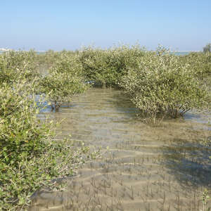 6,000 years ago, mangroves were widespread in Oman. Today, only one particularly robust mangrove species remains, and this is found in just a few locations.
