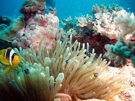 
Red Sea coral reefs are thought to have high resilience towards climate change.
