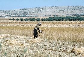 
A man harvesting wheat with a sickle in Syria
