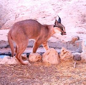 
Caracal caracal, a nocturnal hunter, has almost disappeared from Jordan due to excessive hunting of its preys.
