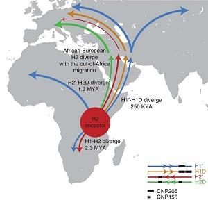 
The proposed model of the spread of the H2 haplotype out of Africa.
