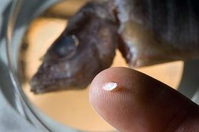 
Otoliths record the conditions a fish is experiencing at any time, making it possible to track where a fish went throughout its life.
