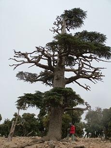 
Ramzi Touchan takes a core from an Altas cedar, also known as  Cedrus atlantica, in Morocco.
