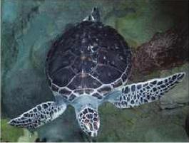 
Green sea turtle (Chelonia mydas)

