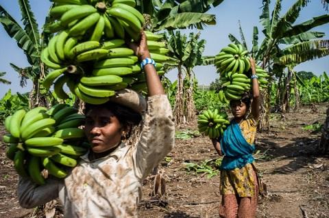 
Banana plantations are at risk from a disease known as Fusarium wilt.
