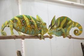 
When male chameleons challenge each other for territory or a female, their coloring becomes brighter and more intense. During a contest, the lizards show bright yellows, oranges, greens and turquoises.
