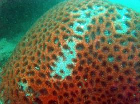 المرجان الصخري (Platygyra pini) هو نوع الشعاب المرجانية المكتشفة حديثا في الساحل العراقي، تُظهر الصورة تضرره من المراسي.