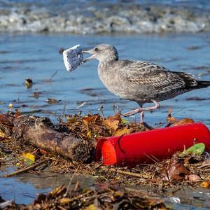 تُدمِّر
النفايات البلاستيكية النظم الإيكولوجية في جميع أنحاء العالم.