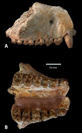 عظم الفك السفلي وأسنان الخد في  Ocepeia daouiensis.