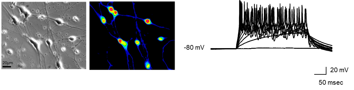 転写因子をコードするmRNAによるヒト多能性幹細胞の神経細胞への迅速な分化