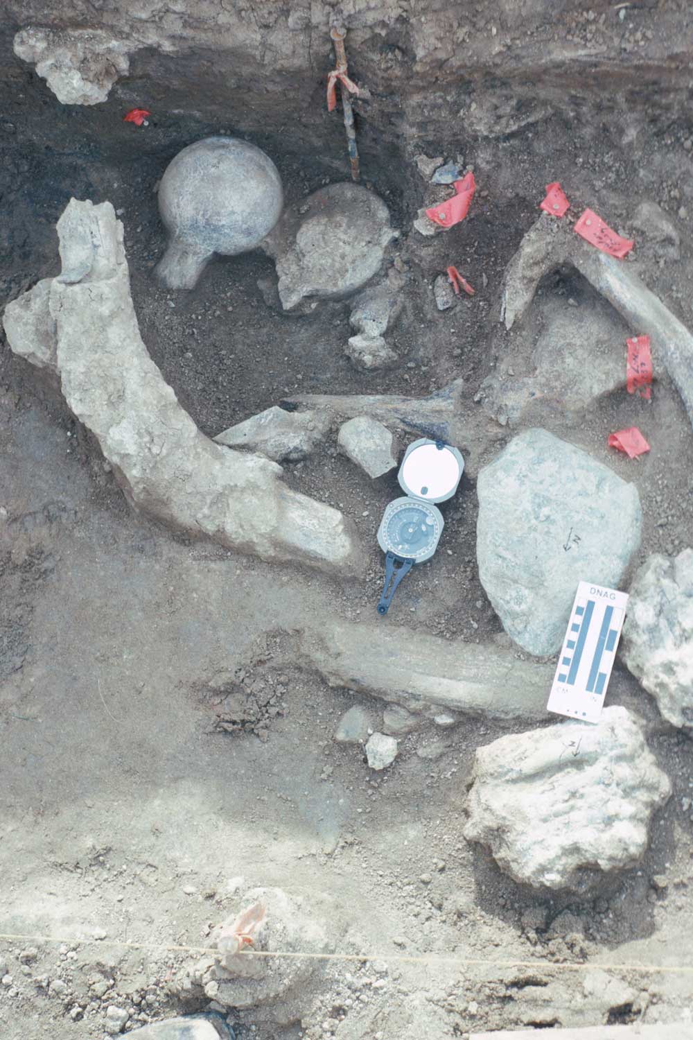 丸石と共に見つかったマストドンの骨の化石。画像上部の2つの大腿骨頭は破壊のされ方は同じだが、1つは上向きで1つは下向きという不自然な配置で見つかった。左上に斜めに横たわっているのは肋骨。