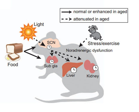 末梢時計における交感神経系調節の機能障害が年齢関連の体内時計の不調をもたらす