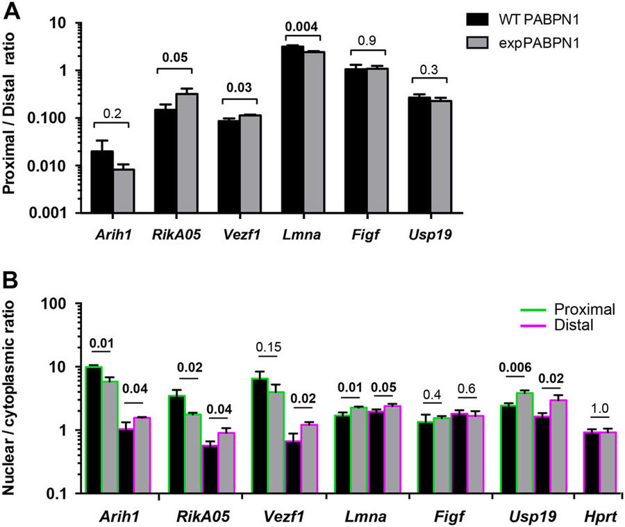 アラニン伸長型のPABPN1がイントロンのポリアデニル化部位の利用増加を引き起こす