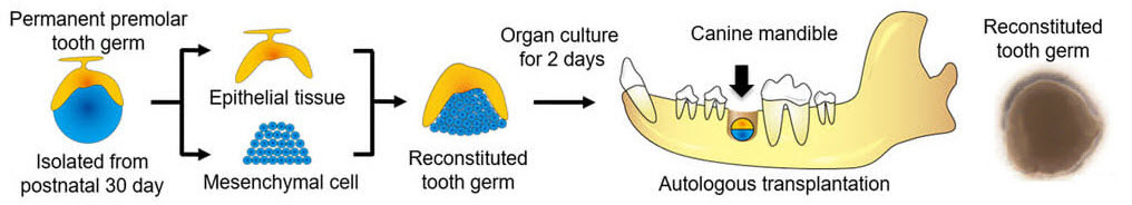 生物工学技術により作製した再生歯胚の自家移植によるイヌモデルにおける実用的な歯の器官再生