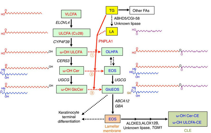 PNPLA1はアシルセラミドの生合成を制御することで皮膚バリア機能に重要な役割を担う