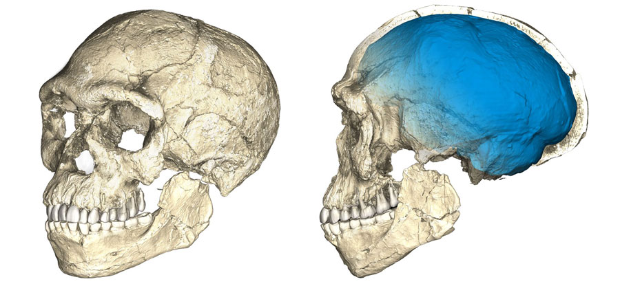 今回発見されたホモ・サピエンス化石の、複数標本のマイクロCTスキャン画像を合成して得られた復元画像。顔の特徴は現代人のものに似ているが、脳頭蓋の形態（青色部分）には、より原始的な特徴が見られる。