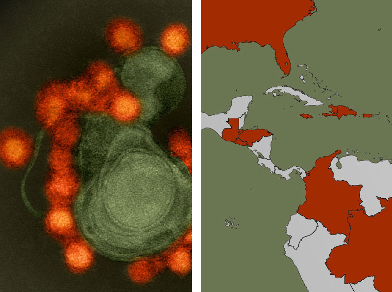 ジカウイルス（左；米国立アレルギー・感染症研究所による提供画像）および中南米とカリブ海諸島におけるジカウイルス感染の拡大地域（右；赤色）。