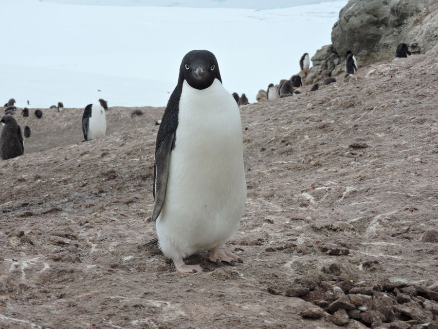 西南極のサイプル山にある、アデリーペンギンのコロニー。