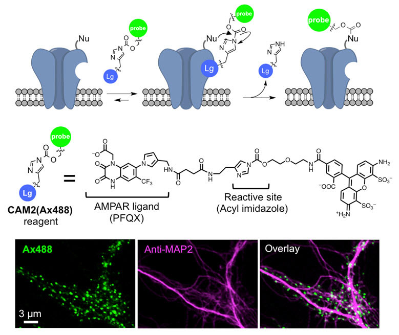生きたニューロンでネイティブなAMPA受容体を可視化するための化学標識法