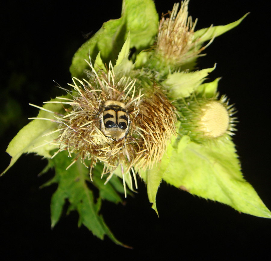 夜間にアザミの一種<i>Cirsium oleraceum</i>の花の上で動き回る甲虫。この植物に夜間人工光を照射すると花粉媒介が妨げられ、果実の形成は減少した