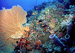 インドネシア、スラウェシ島の南東に広がる豊かなサンゴ礁。