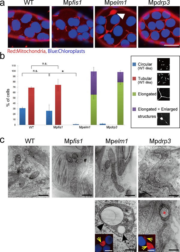ゼニゴケのミトコンドリア分裂にはDRP3およびELM1が必要である